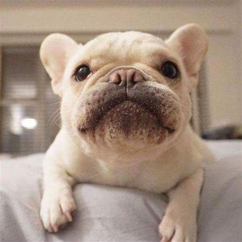 Table of contents what causes french bulldogs to shed excessively? Pin by thereallatat on CUTE FRENCH BULLDOG in 2020 | Cute ...