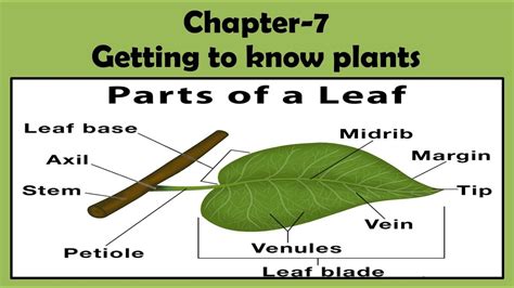 Leaf And Its Part Chapter 7 Getting To Know Plants Science