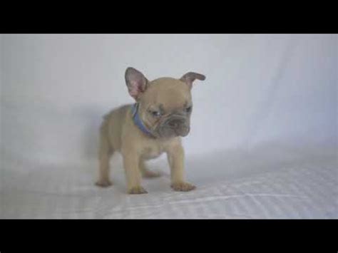 If they offer you a puppy and the price is well below that of the regular price be aware that bulldogs price ranges. French bulldog Lilac sable male - YouTube