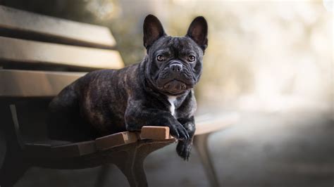 1920x1080 French Bulldog Laptop Full Hd 1080p Hd 4k Wallpapers Images