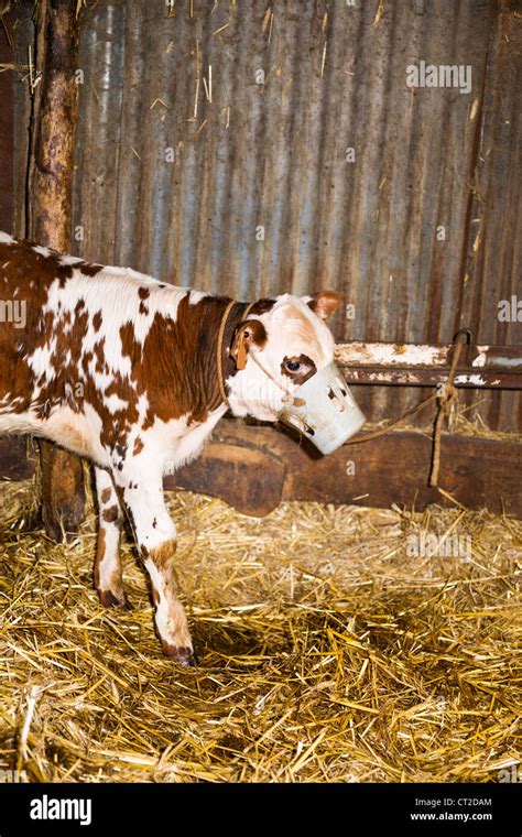 Veal Calf Hi Res Stock Photography And Images Alamy