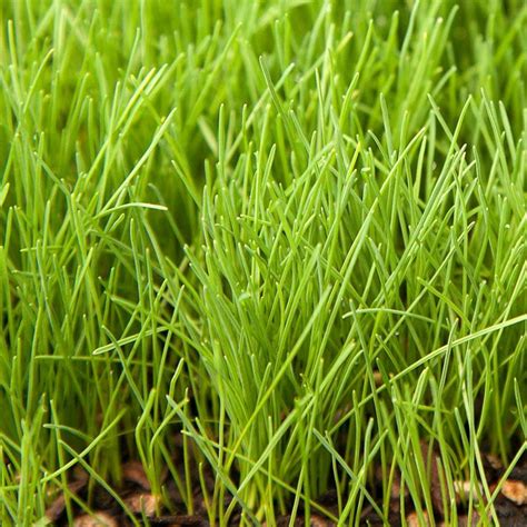 Gardening Plants Seeds And Bulbs Trees 25 Lb Creeping Red Fescue Green