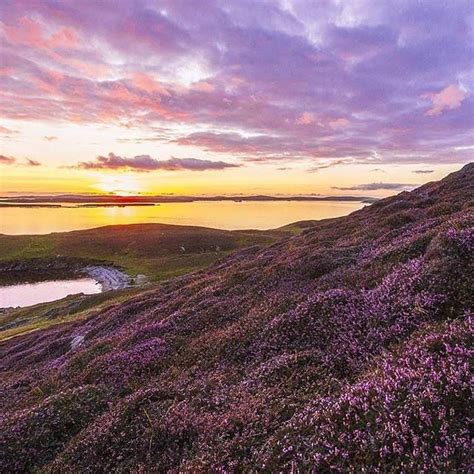 Fields Of Purple Heather In Shetland Scotland Nature Scenes What A