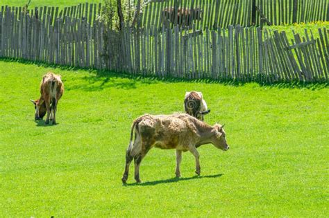 Grazing Cows On A Mountain Green Pasture Stock Photo Image Of Green