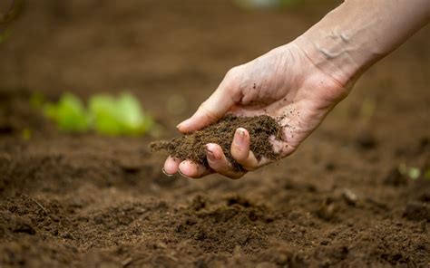 How To Improve Soil Fertility Naturally Greentumble
