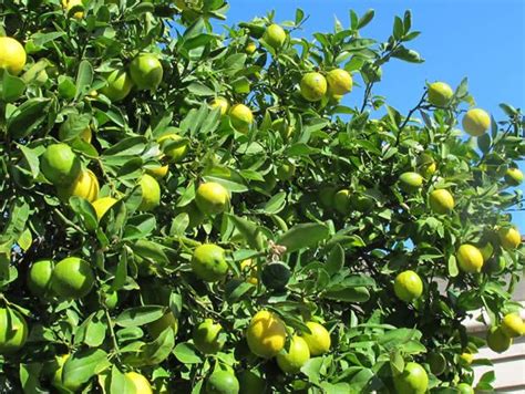Green Seedless Lemon Plant Rs 35 Piece Shatras Agri Id 16331257512