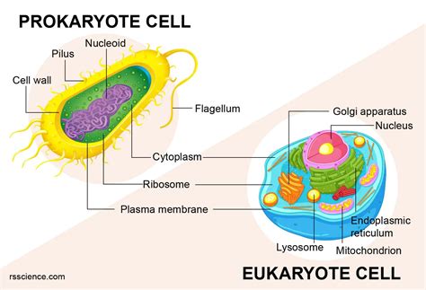 Major Difference Between Prokaryotes And Eukaryotes My Xxx Hot Girl