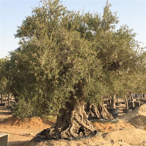 Olea Europea Or Mature Olive Tree 20m 700 1000mm Dia Green Souq Uae