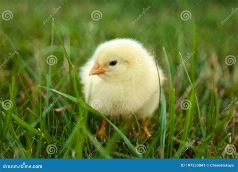 Cute Fluffy Baby Chicken On Green Grass Closeup Farm Animal Stock