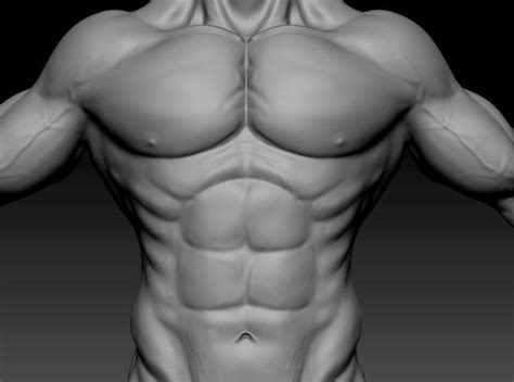 Male Muscle Anatomy D Model