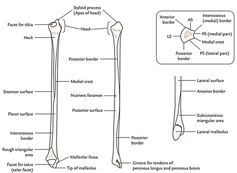Fibula Parts Anatomical Position Features And Attachments