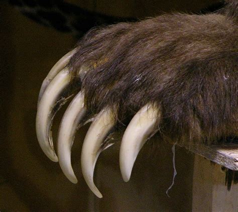 Huge Grizzly Claws Bear Claws Bear Paws Grizzly