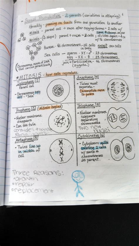 Somatic cells make up most of your body's tissues and organs, including before meiosis i starts, the cell goes through interphase. Overview Cell Reproduction Worksheet Answers - Worksheet List