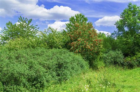 Hedge Of Wild Shrubs And Trees Photograph By Sun Travels Fine Art America