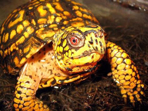 Common Box Turtle Alchetron The Free Social Encyclopedia