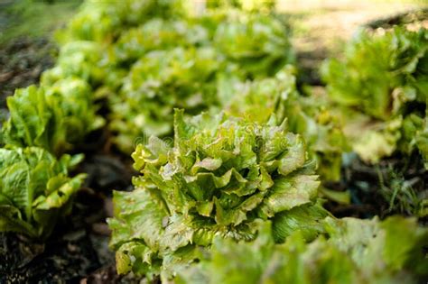 Curly Lettuces Grown In A Organic Orchard Stock Photo Image Of