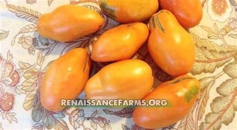 Orange Banana Paste Tomato Renaissance Farms Heirloom Tomato Seeds