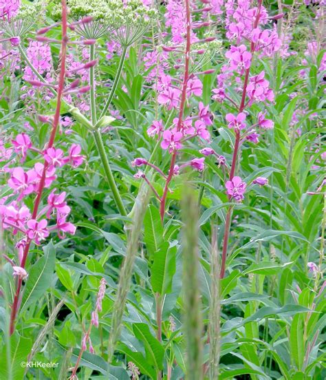 A Wandering Botanist Plant Story The Iconic Fireweed