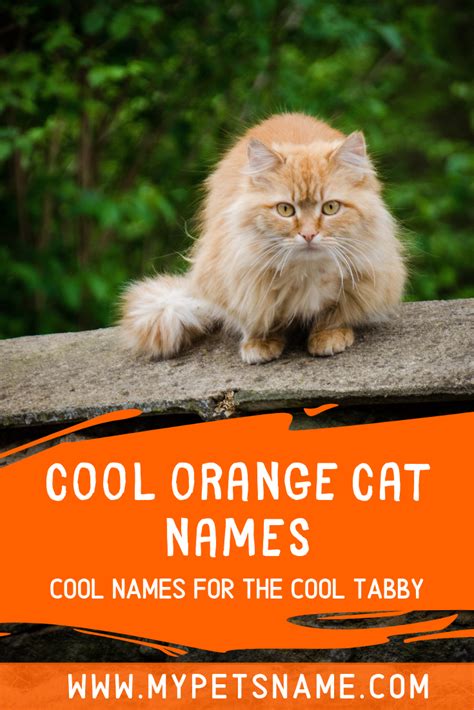 Every Single Orange Cat Deserves Cool Orange Cat Names Whether That