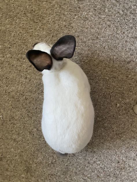 Californian Rabbit Rabbits For Sale Canton Mi 346173