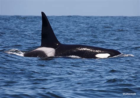 The Animal From Which Great Whites Flee 5 Killer Records Held By Orcas