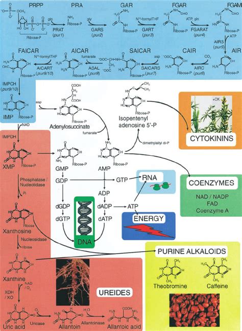 Schematic Diagram For The Pathway Of De Novo Purine Biosynthesis The
