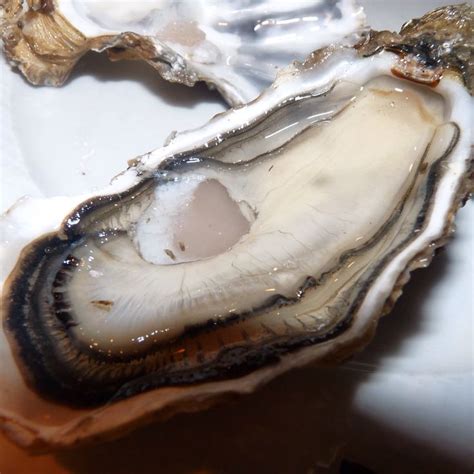 The best oysters at LeBar a Huitres Paris France | Best oysters, Food
