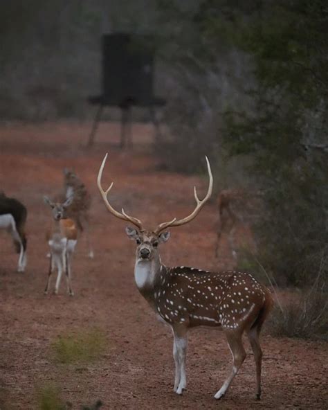Axis Deer Hunts In Texas Axis Hunts South Texas