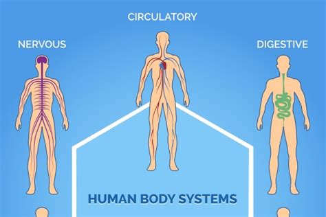 Vector Human Body Systems Creative Daddy