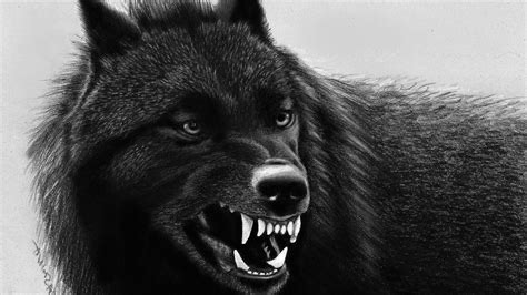 Black Wolf Wallpaper 4k Uhd Wallpapers Uhd Wallpapers