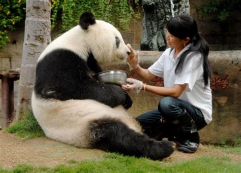 Oldest Panda Returns To Health Peoples Daily Online