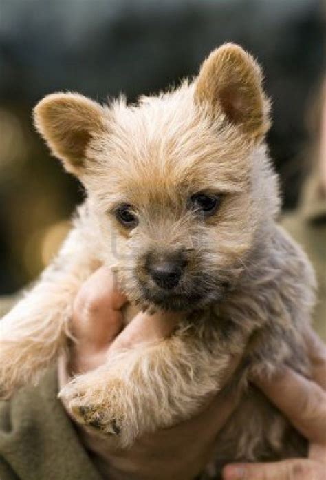 Information about the population of norwich terrier breed in russia. Valley Bulldog vs Norwich Terrier - Breed Comparison