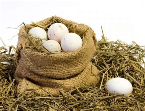 Brown Leghorn Day Old Baby Chicks Chickens For Backyards Baby