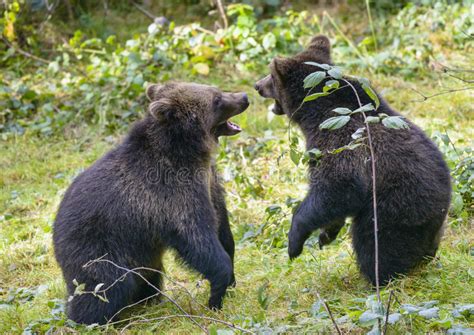 Two Brown Bear Cubs Play Fighting Stock Photo Image Of Brown Little