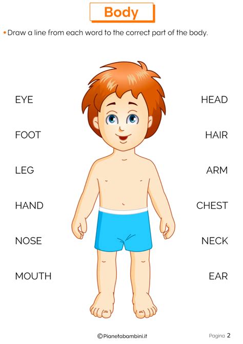 Scopriamo così che il colore degli occhi dipende dalla quantità di alcune cellule particolari, i melanociti. Le Parti del Corpo in Inglese: Esercizi per la Scuola ...