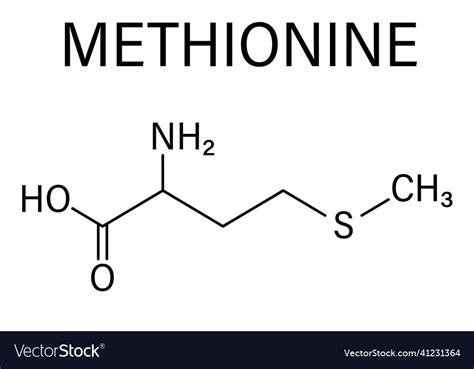 Methionine Amino Acid Molecule Skeletal Formula Vector Image