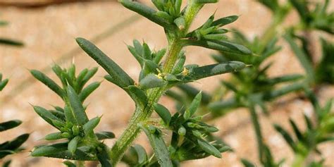 russian thistle flowering time description seasonal development and general distribution in