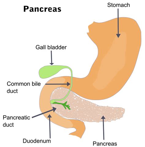 Pancreatitis Wikipedia