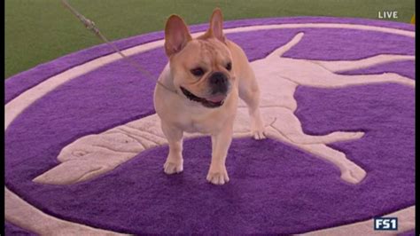 Westminster Kennel Club Announces Dog Show Is Moving To The Home Of The
