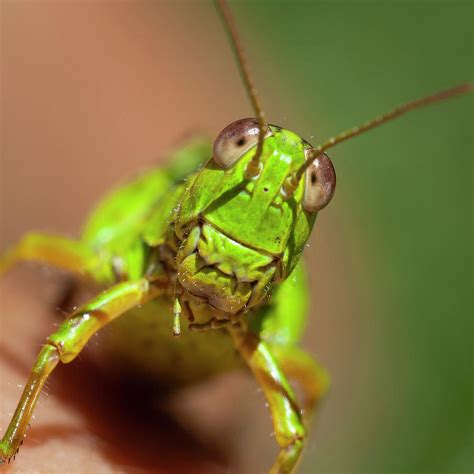 green cricket close up photograph by giovanni appiani pixels