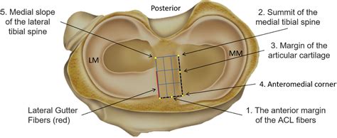 The Role Of Fibers Within The Tibial Attachment Of The Anterior