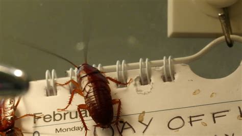 Disgusting Brown Shiny Cockroaches Crawling On The Calendar Hanged On The Wall Cockroaches Are