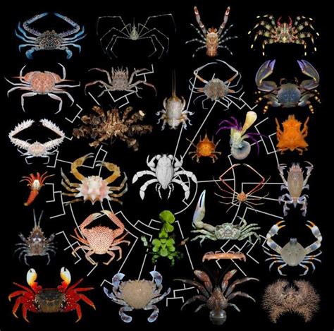 How Did Crabs Evolve Crabbiness Its Complicated