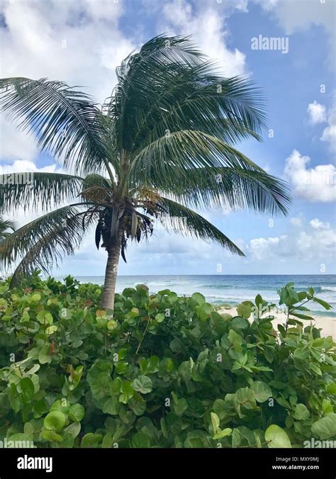 Beautiful Sand Beach In Barbados Caribbean Island With Lush Palm