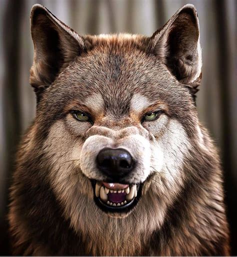 Pin De Tito Top En Lobos En 2020 Pareja De Lobos Animales Salvajes