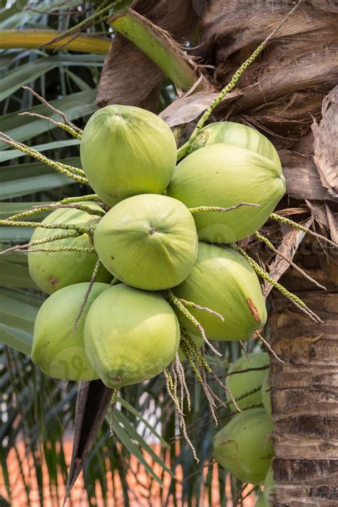 Bunch Of Coconuts 1356575 Stock Photo At Vecteezy