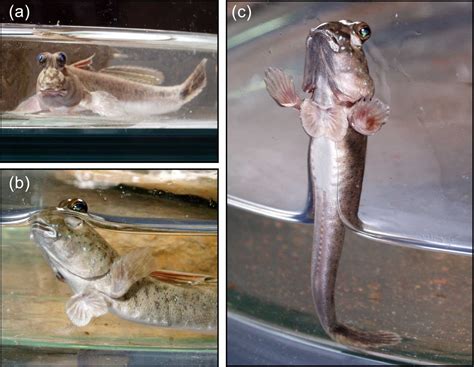 Do Mudskippers And Lungfishes Elucidate The Early Evolution Of Four