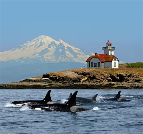 The san juan islands are an archipelago in the pacific northwest of the united states between the u.s. Whale Watching San Juan Islands, Popular Tourist Attractions
