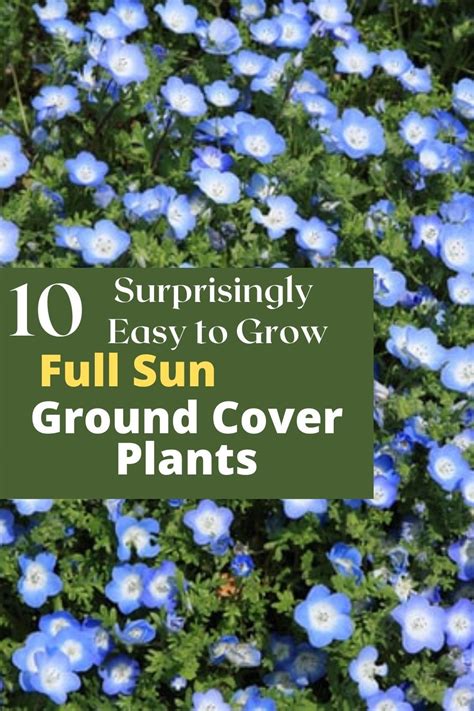 Ground Cover Plants Full Sun Low Maintenance Tanaman Hijau