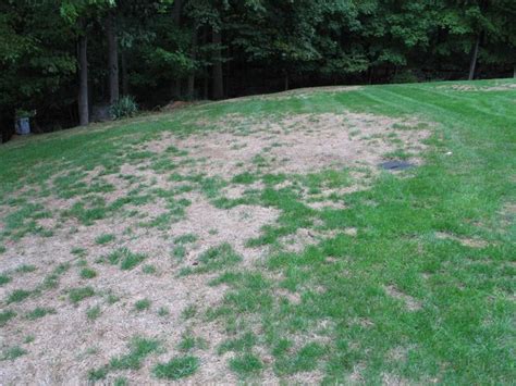 Is This Grub Damage Lawnsite™ Is The Largest And Most Active Online